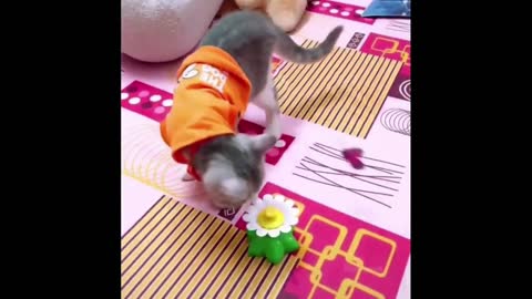 funny animals