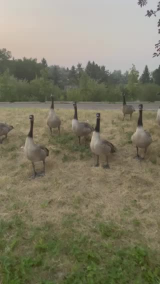 Make way for the goose and its chicks