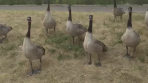 Make way for the goose and its chicks