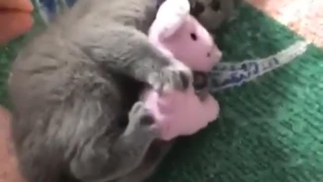 Loving Cats: It's My Mouse and You Can Not Take It...