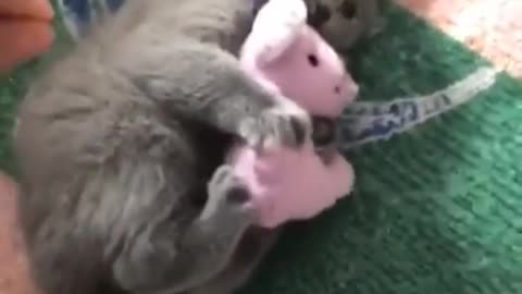 Loving Cats: It's My Mouse and You Can Not Take It...