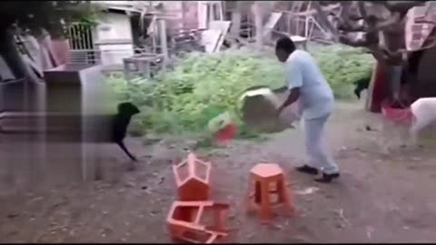 Animales graciosos