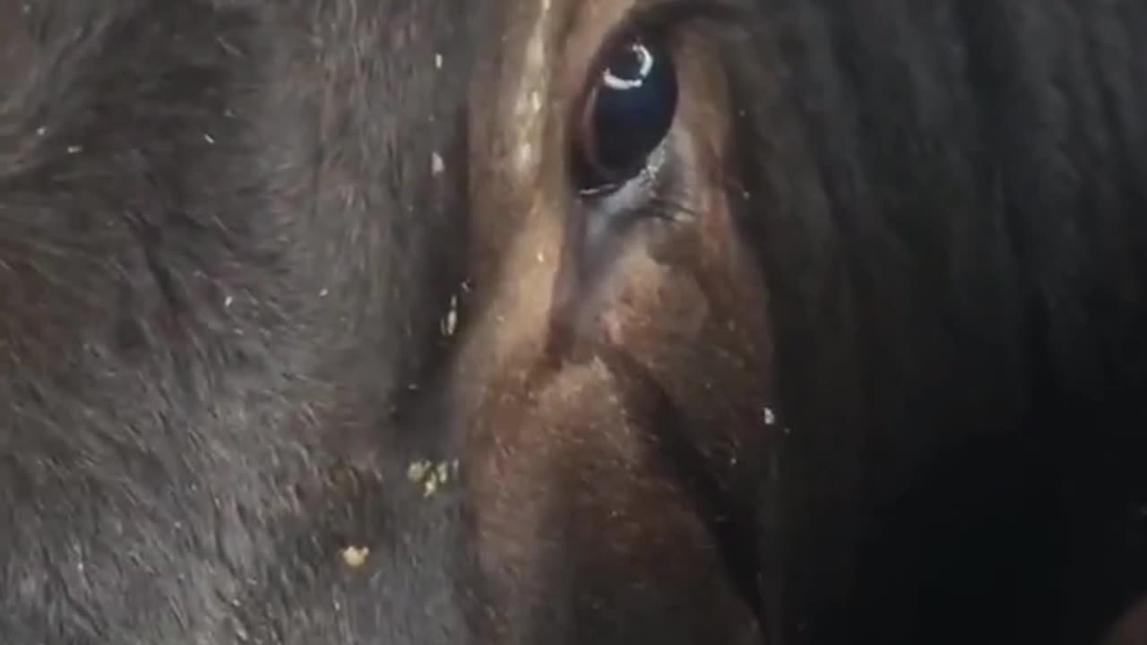 #HUMANITY FOR ANIMALS#VIRAL SHORTS ON INTERNET #SAD BUT TRUE#FOR ANIMAL LOVERS