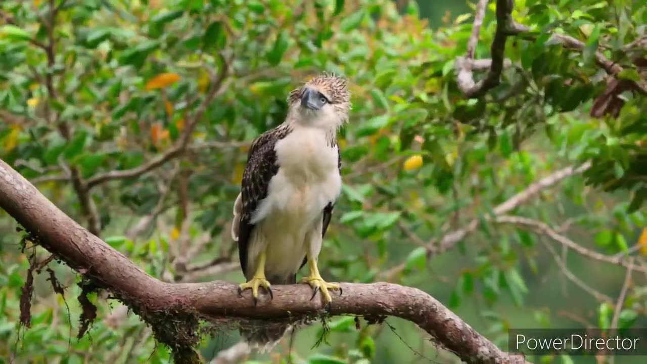 AMAZING ANIMAL WORLD - 4K VIDEO (ULTRA HD VIDEO) - Relaxing