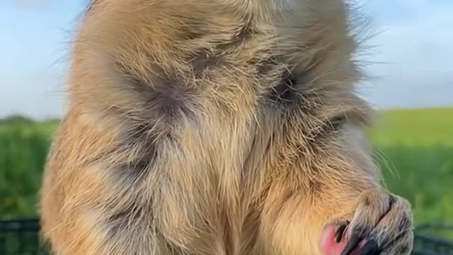 cs highlights # Cutie # funny # pets