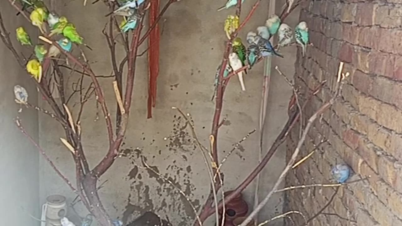 Parrot video at my home colony