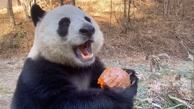 Watch panda eat pumpkin up close