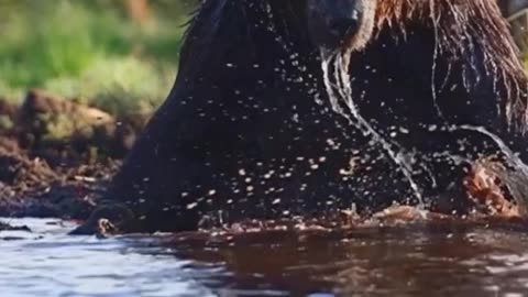 The bear is bathing in the pond