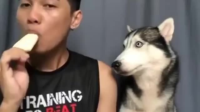 DON'T CHEAT HIM 😾🐶🤣 FUNNY DOG VIDEO