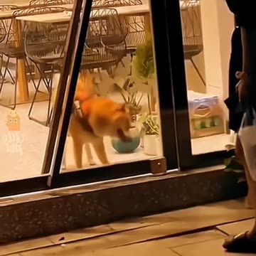 "Paws and Percussion: Unleashing the Melodies of Dogs and Drums!"