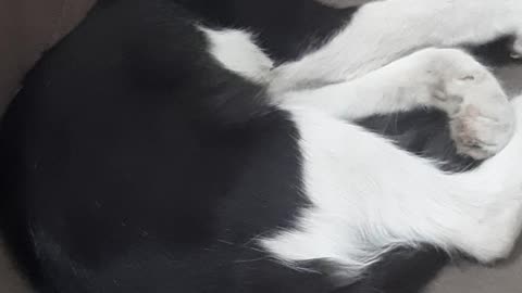 Cat sleeping