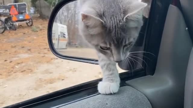 Mr. mouseš„¹