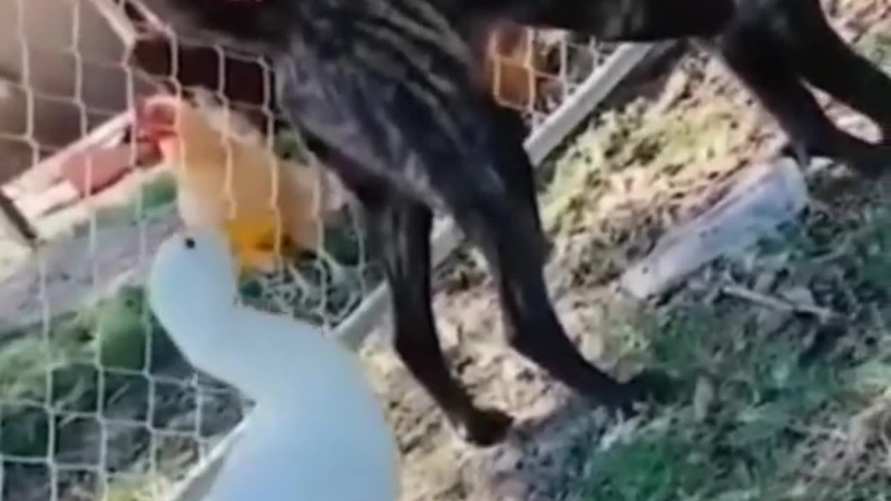 What the dog doin