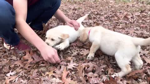 give me paw!