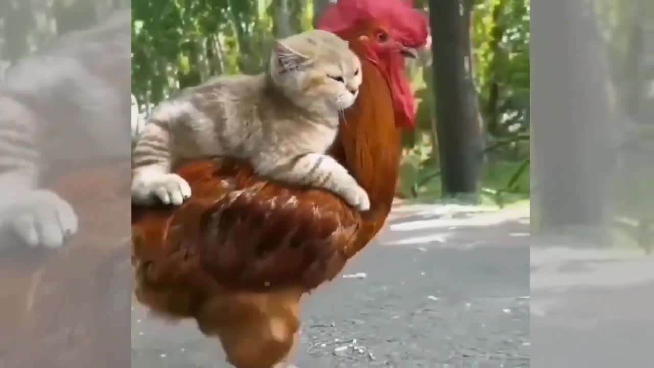 Bady Cats -Cute and Funny Cat Videos compilation#36