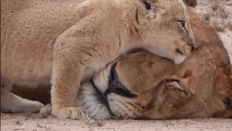 I luv u Mummy