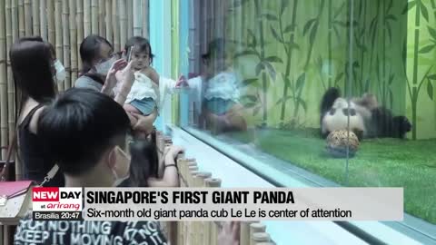 First Singapore-born giant panda cub crosses multiple artificial breeding milestones