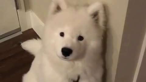 Pet funny video #5