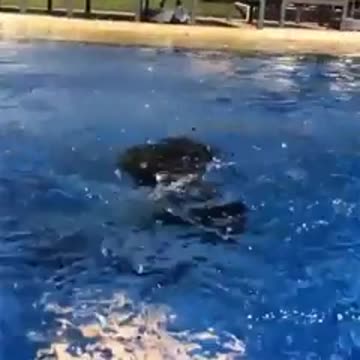 black tiger cub swimming in the pool