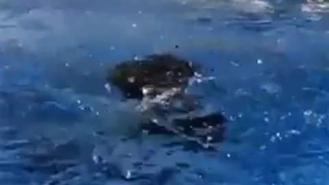 black tiger cub swimming in the pool