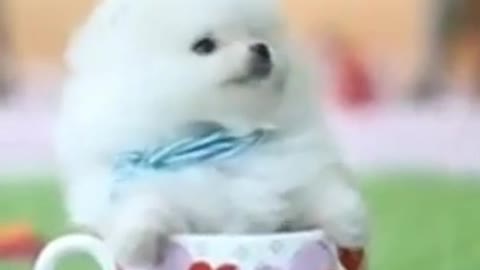 Teacup Pomeranian Dog # Baby Pomeranian # #Short ##8