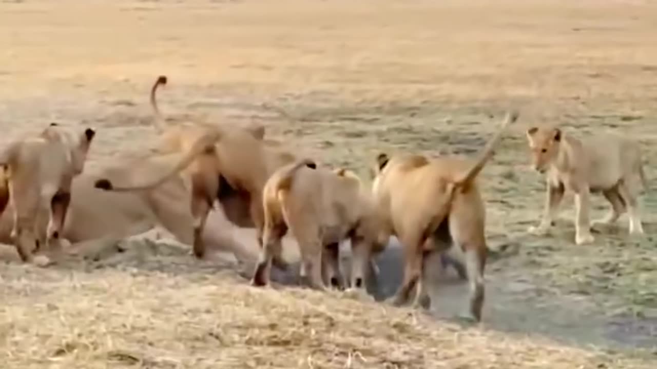 Lions vs crocodile fight