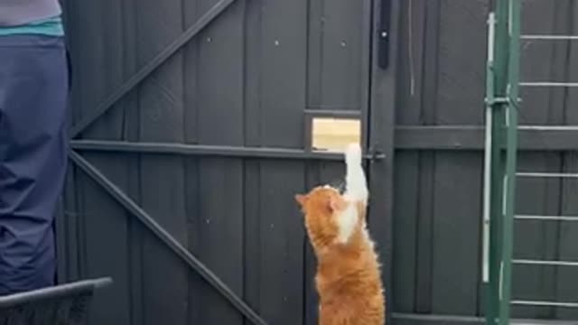 Cat Cleverly Escapes Enclosure || ViralHog