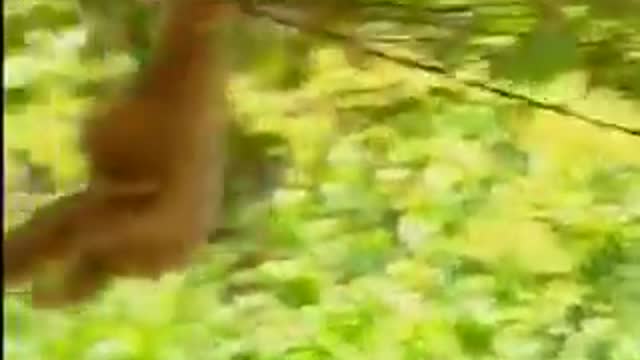 Funny Animal Videos 2022 😂 - Funniest Monkey And Tiger Videos 😺😍 #28