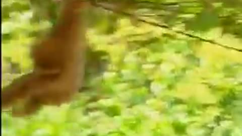 Funny Animal Videos 2022 😂 - Funniest Monkey And Tiger Videos 😺😍 #28