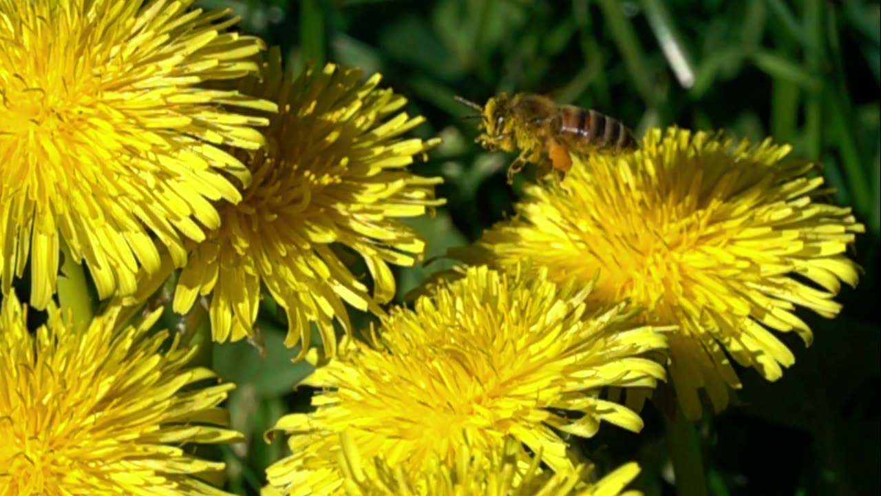 Bee collecting pollen from a flower.