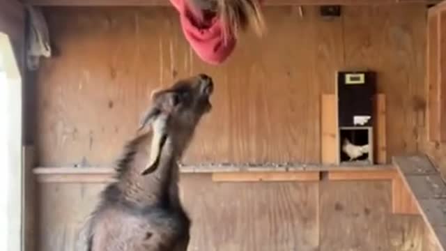 #animals #goat #funnyanimalvideos