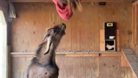 #animals #goat #funnyanimalvideos