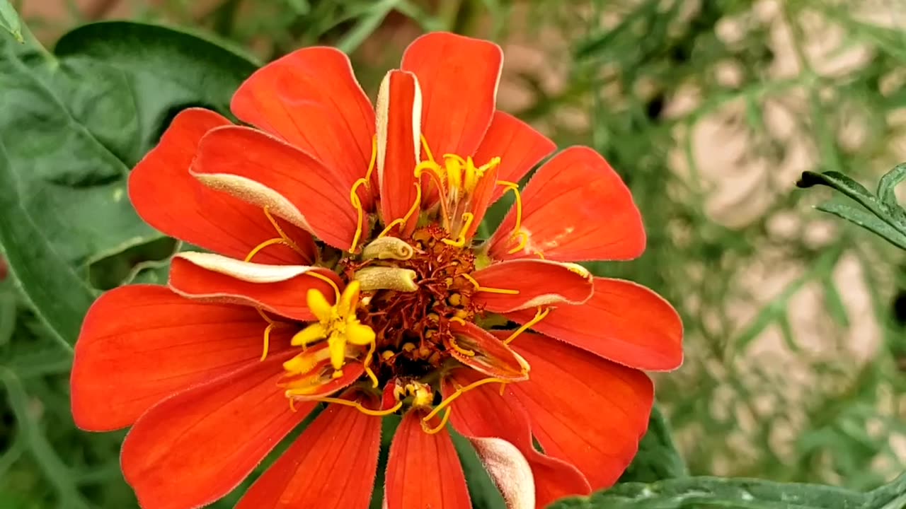 White Cosmos, Elegant Zinnia