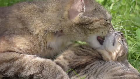 Mother Cat Giving Puppy To Her Baby