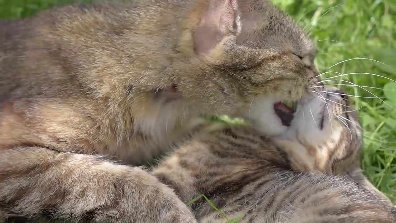 Mother Cat Giving Puppy To Her Baby