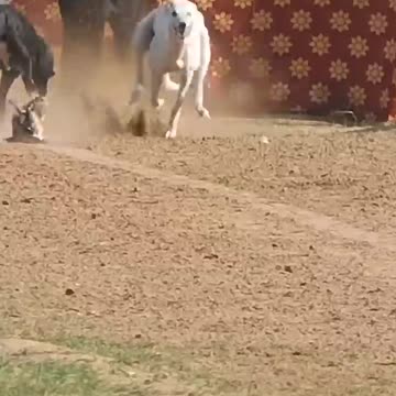 Super Dog Race #greyhoundracing