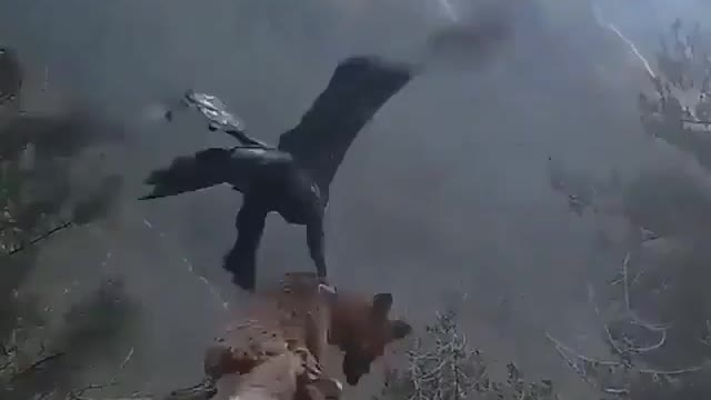 Eagle fox hunting