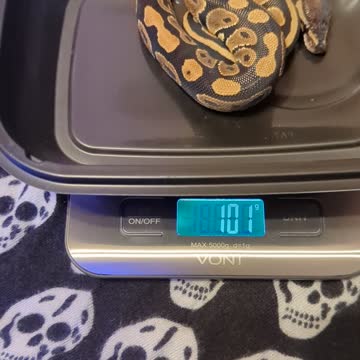 My Royal Ball Python