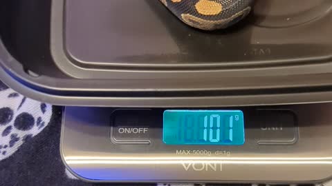 My Royal Ball Python