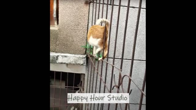 BRILLIANT! THIS CAT KNOWS HOW TO DO IT