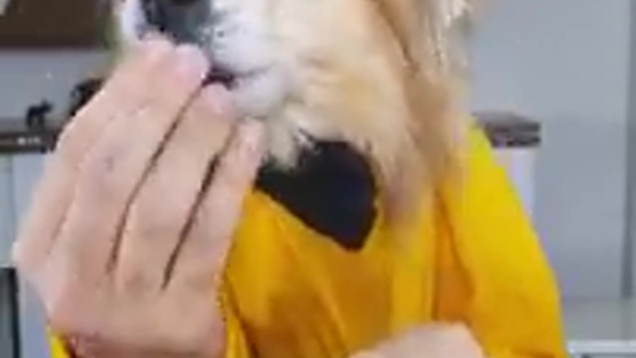 Funny animal videos 02 |Cute animal videos |Funny dog&cat videos|Hilarious pet videos|funny video