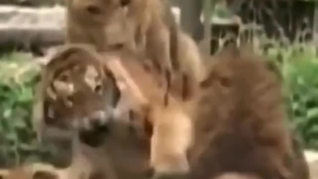 Liger fight