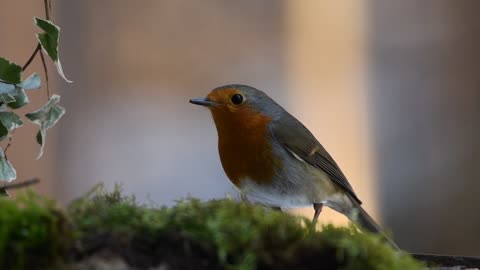 Red Robin Bird