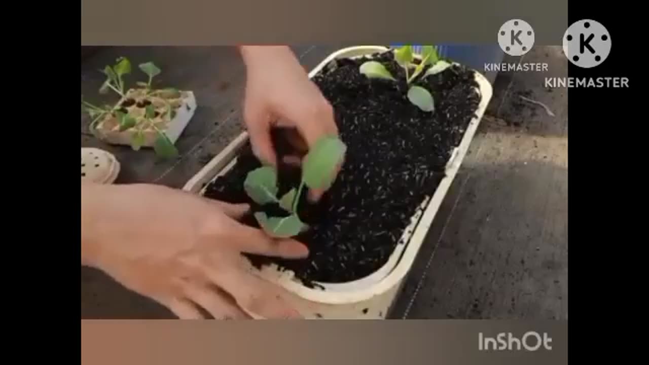 Growing cabbage at home is easy Super delicious without a garden