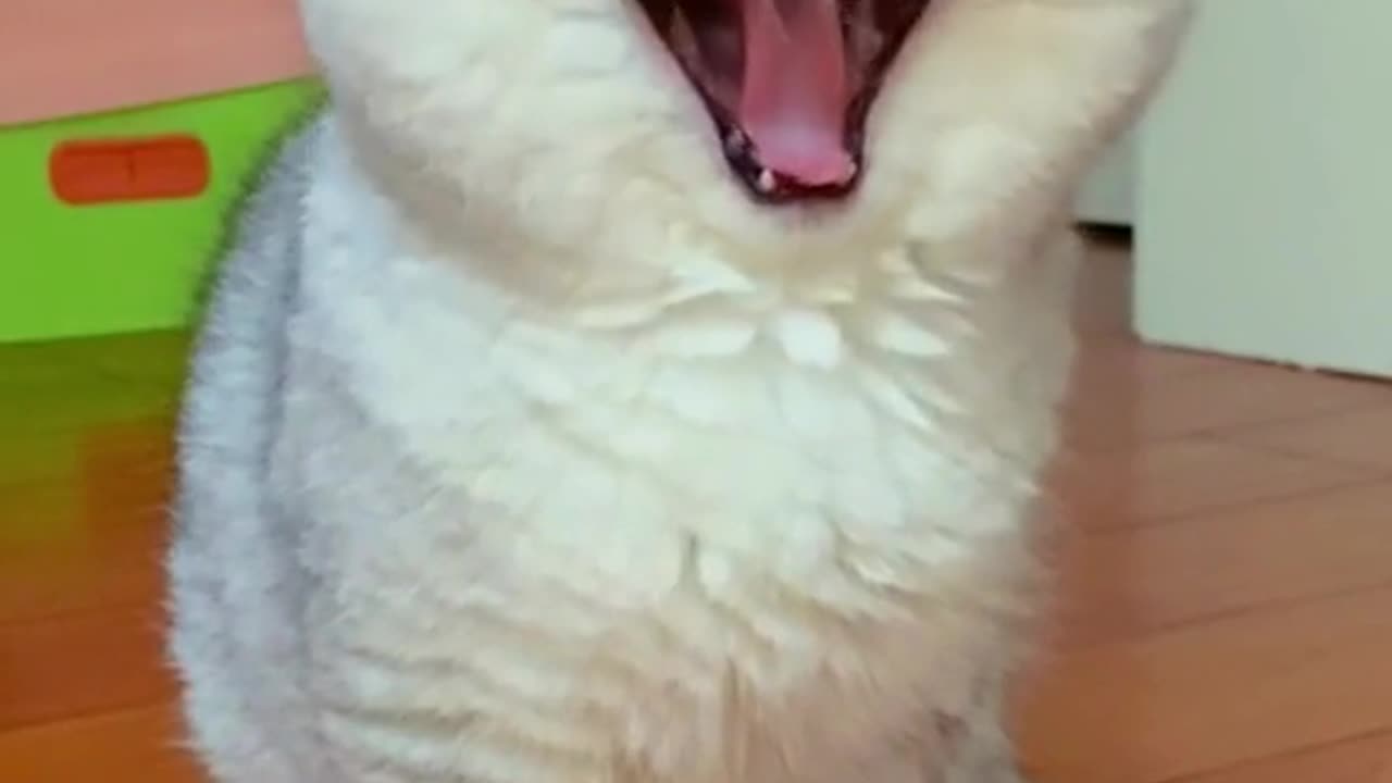 Cat amazing video