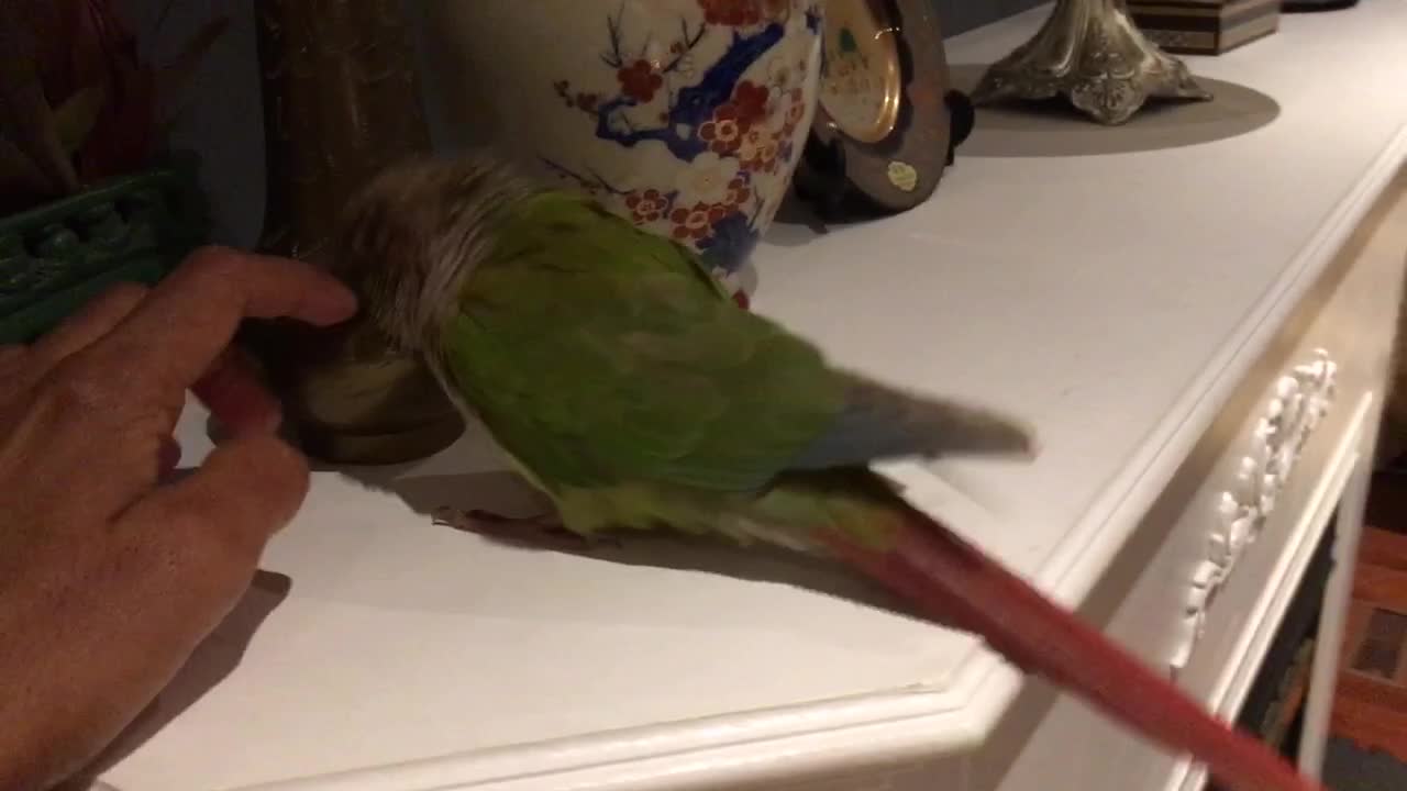 Prancing conure