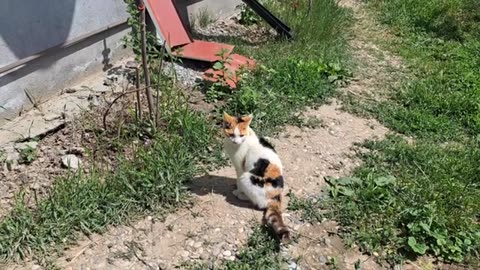 Cats fight. The mother cat keeps the foreign cat away from her kittens.
