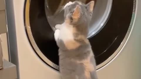 What'sinthewashingmachine