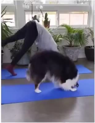 husky amazing of doing yoga.mp4