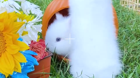 Cutest Bunny Moments Ever